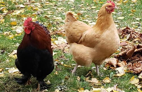 TideAway Farm on Private Island! Escape & Indulge Mother Nature! - Foto 41