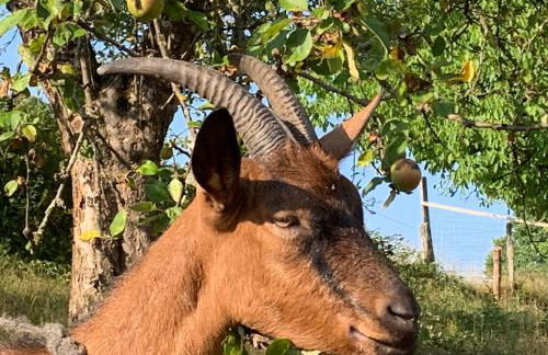 L'oriere des Bois - Foto 42