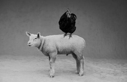 Ferme de Franqueville - Foto 42