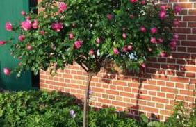 Seesternchen - Foto 24