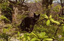 azienda agrituristica la torretta - Foto 2