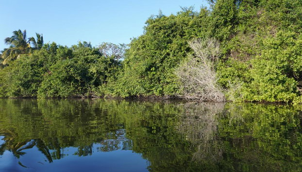 Descubre Mandinga, la Isla de las Conchitas y la Riviera de Mandinga – Tour de medio día - Foto 3