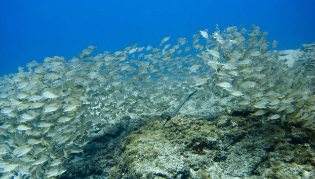 Los Cristianos PADI Open Water Scuba Diving Course - Photo 4