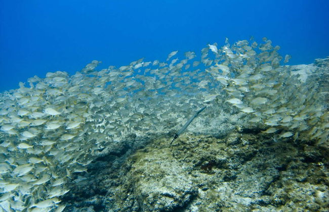 Bautismo de buceo en Los Cristianos - Foto 6