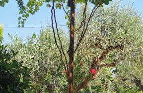 Elia Guesthouse - Kissamos - Foto 46