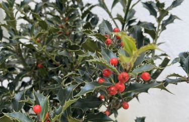 Casa Veva Tradición- Siles- - Foto 22