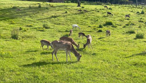 Cozy Souterrain Terrasse Garten Panoramablick - Foto 5