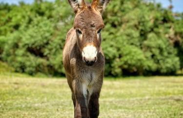 Sea Walk Cottage, Milford On Sea - Photo 38