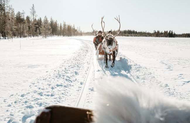 Balade en traîneau tiré par des rennes - Photo 2