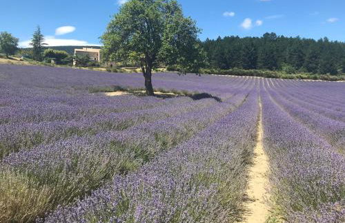 Chateau appartement tussen Mont Ventoux en Luberon - Foto 29