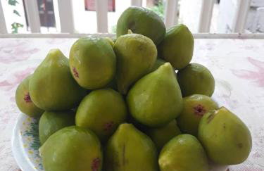 Apartman Milanko - Foto 26