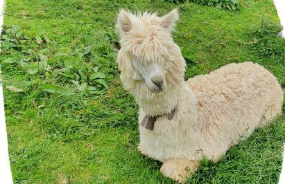 Marmot Apartment - Photo 42