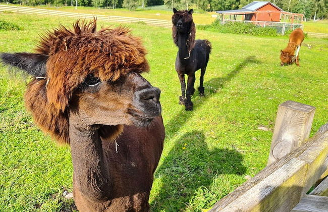 4 Person Holiday Home in Hogsjo-by Traum - Foto 16