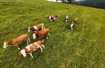 Kapellenhof Ferienwohnungen - Foto 6