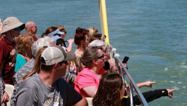 Contemplando los simpáticos delfines