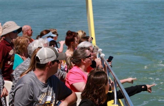 Dolphin Watching in Tampa Bay - Photo 4