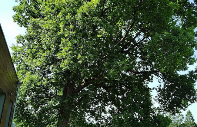 Holiday Home in Waimes With Garden - Photo 19