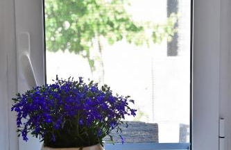 Da Vinci kavouropetra - Foto 21