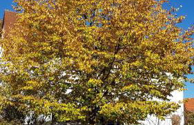 Staffel`s Hob - Foto 17