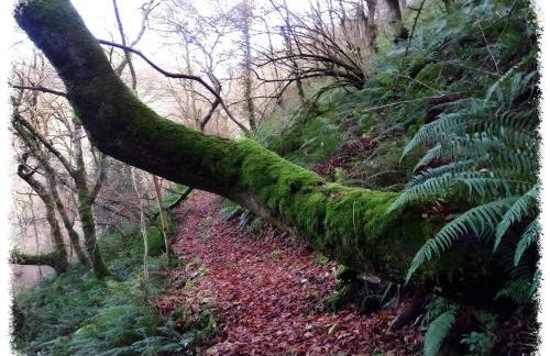 Casa Rural Lar de Sanxes - Foto 41