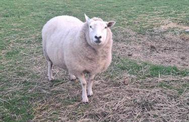 Mardi Gras, Upwell - Foto 33