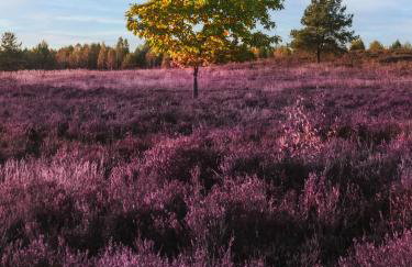 Przystań Piława - Foto 77