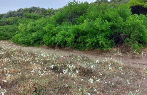 Casa Athena a 100 m dal mare con parcheggio privato gratuito - Foto 30