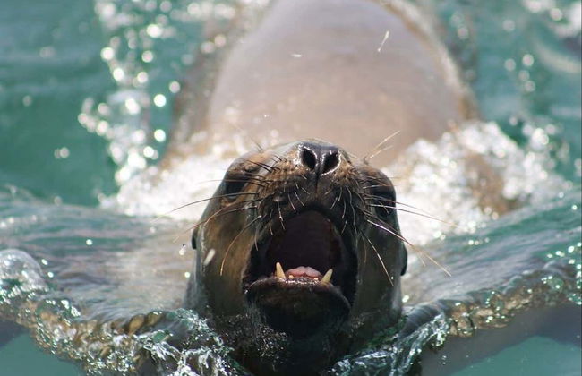 Palomino Islands Speedboat Trip & Swimming with Sea Lions - Foto 2