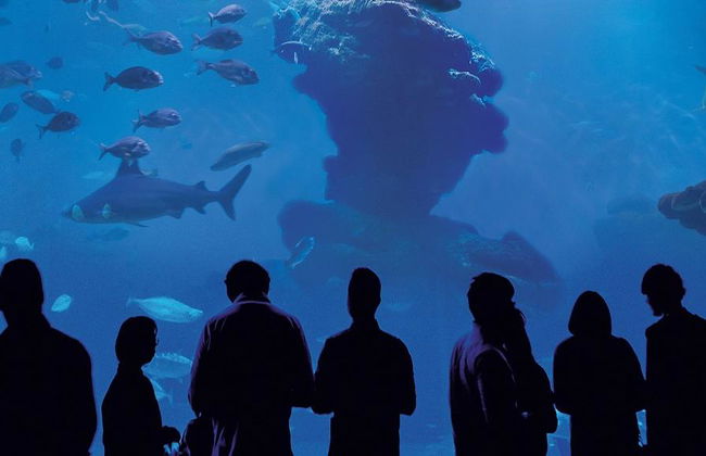Palma Aquarium - Ticket - Foto 8