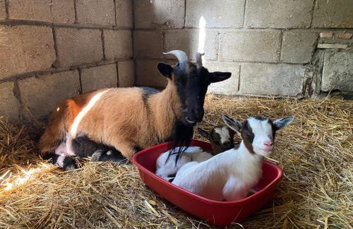 Le Cocon - Domaine de la Houblette - Foto 17