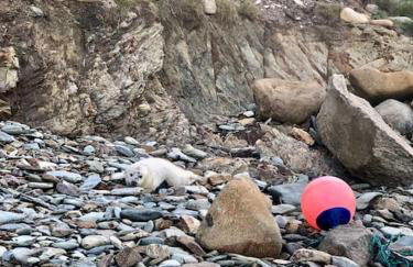 Charming coastal cottage - pet friendly! - Photo 35