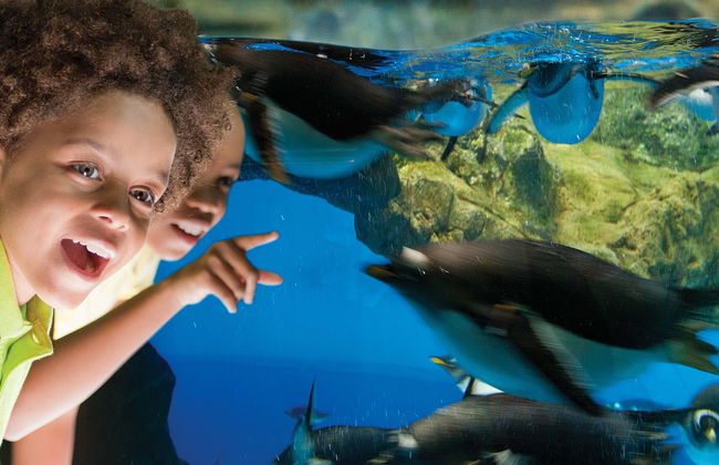 Billet pour le SeaWorld San Antonio - Foto 1