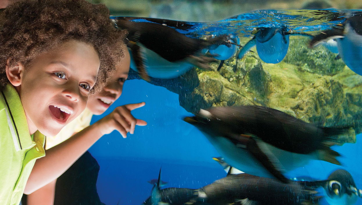 Billet pour le SeaWorld San Antonio