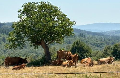 Casa-Museo Genia Trigo - Foto 14