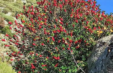 El Colirrojo - Los Sitios de Aravalle - Foto 37