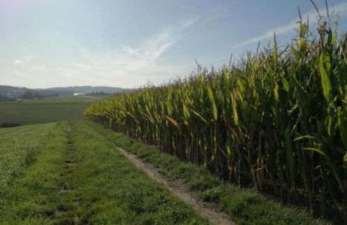 Family-friendly Forest Home - Foto 63