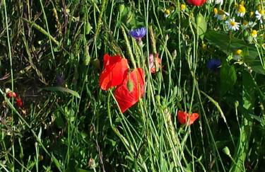 Moderne Wohnung in barockem Altstadthaus nahe Altstadt und Radweg - Photo 38