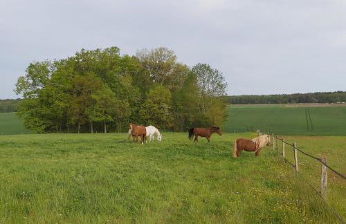 Les prés du petit Morlu - proche Beauval - Foto 19