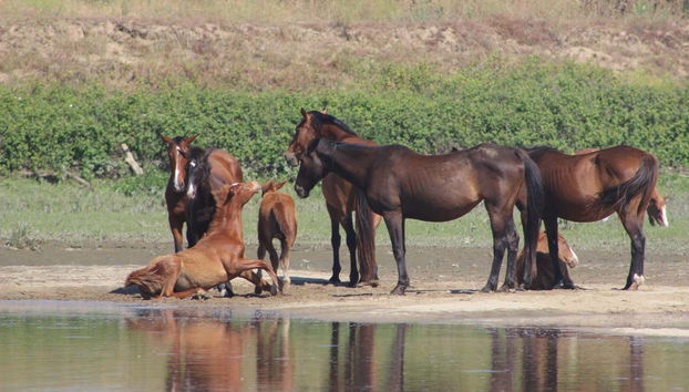 Caballos en la orilla del río