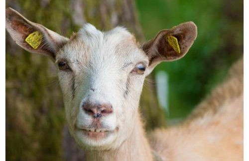 on the Willmann farm - Foto 35