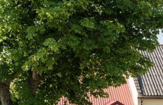 Baltiq Spot Rewa - Foto 35