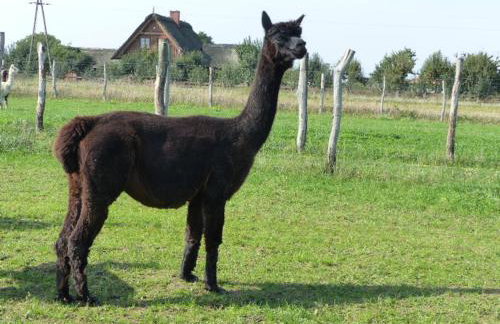 Alpaka-Ranczo AFF - Foto 53