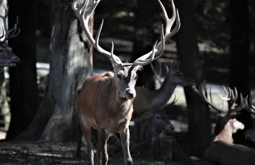 Haus Schneider Kätchen - Foto 31
