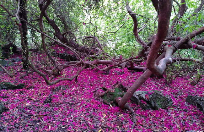 Howth Peninsula Hiking Tour - Photo 4