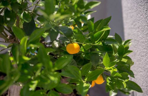 Villa LETA - Luxury villa in a green oasis with heated swimming pool, fitness center and summer kitchen - Kvarner - Foto 79