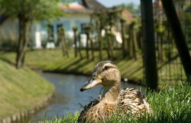 Comfortable Villa With Wifi, Near the Sea in Cosy Domburg - Photo 25