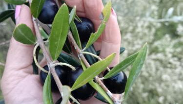 Agriturismo La Mirandola - Foto 4