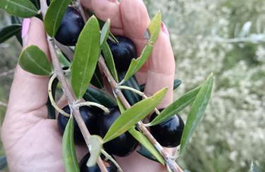 Agriturismo La Mirandola - Foto 4