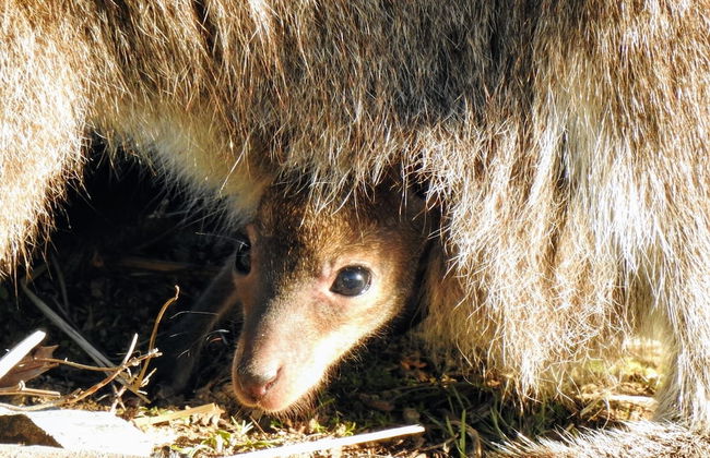Lumera Chalets - Photo 10