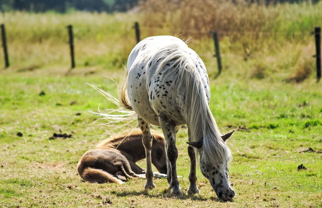 5 bedroom House in Diever with garden and terrace - Photo 25